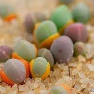 May include: Close-up of a collection of colourful, small, round succulents. The succulents are in shades of green, purple, and grey, with orange and yellow accents. They are resting on a bed of small, light-brown particles.