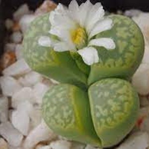10 x Lithops Marmorata &#39;Polepsky Smaragd&#39; Seeds - Very Rarely Offered Cultivar - 10 x Succulent Seeds - Rarely Offered