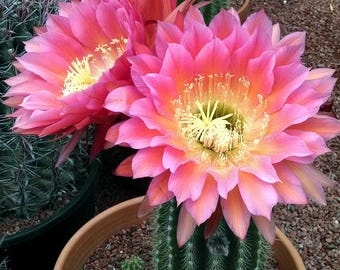 20 semillas mixtas de equinopsis híbrida - Semillas de cactus - Cactus encantador - Fácil de cultivar a partir de semillas - Impresionantes flores grandes