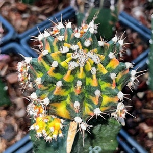 10 semillas variegadas de Gymnocalycium mihanovichii SOS: híbrido raro