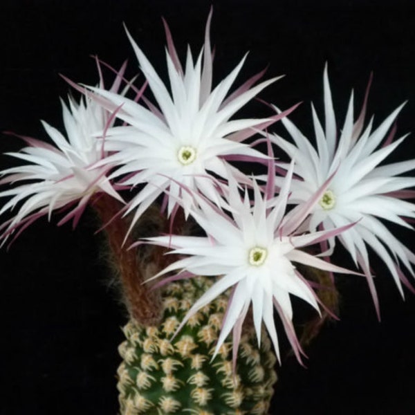 Pygmaeocereus Bieblii  - 10 x Seeds - Rarely Offered- Stunning Blooms on thie Striking Cactus