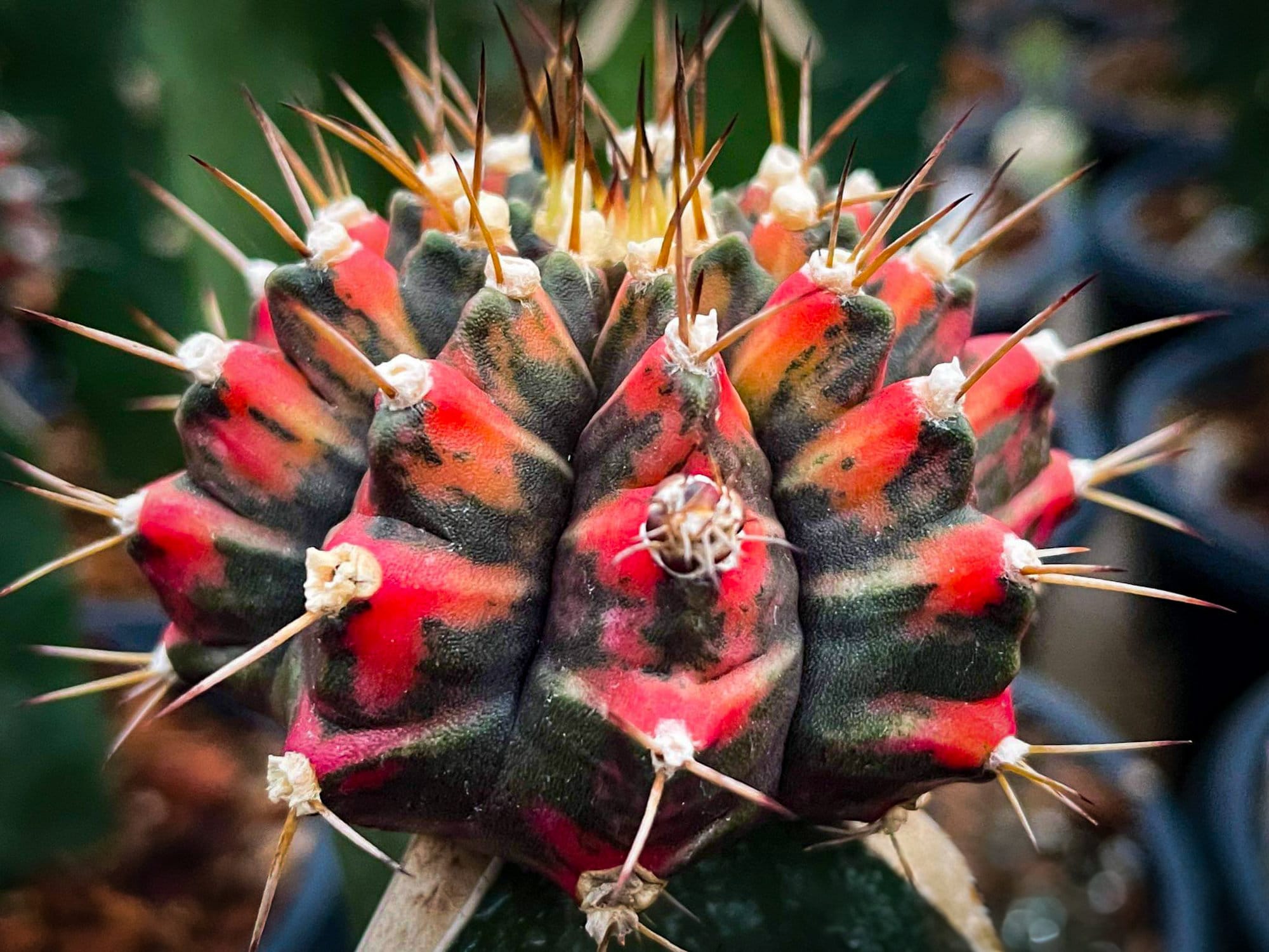 Variegated gymnos - Etsy 日本