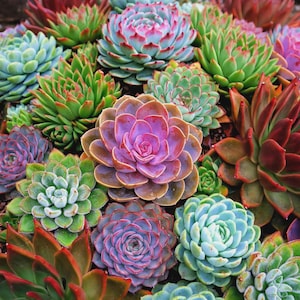 May include: A close-up of a diverse collection of succulents, displaying a range of colours from green and red to purple and blue. The plants are densely packed, revealing their unique textures and forms. The image captures the natural beauty of these drought-resistant plants.