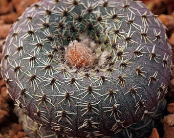 Semillas Frailea Phaeodisca- Semillas de cactus - 10 x Semillas de cactus - Rara vez se ofrecen