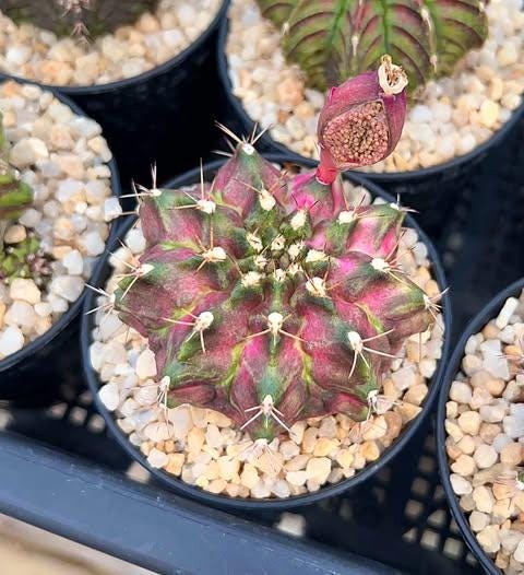 Gymnocalycium t rex - Etsy 日本