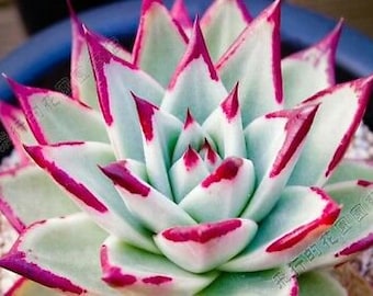 10 x Echeveria Agavoides Ebony Salitrera - Succulent Seeds - Rarely Offered - Beautiful Easy Succulent Plant From Seeds