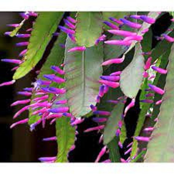 Pseudorhipsalis Amazonica- (formerly Wittia)- 10 seeds-Pink Epiphyllum-Rarely Offered