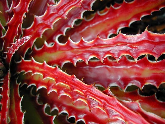 ヘクチア Hechtia glabra from JM Hechtia (Hechtia) - PictureThis