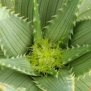 10 x Aloe Hereoensis- Sand Aloe- Seeds- Yet Another Stunning Aloe- Germination Guide Included