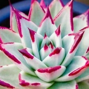 10 x Echeveria Agavoides Ebony Salitrera - Succulent Seeds - Rarely Offered - Beautiful Easy Succulent Plant From Seeds