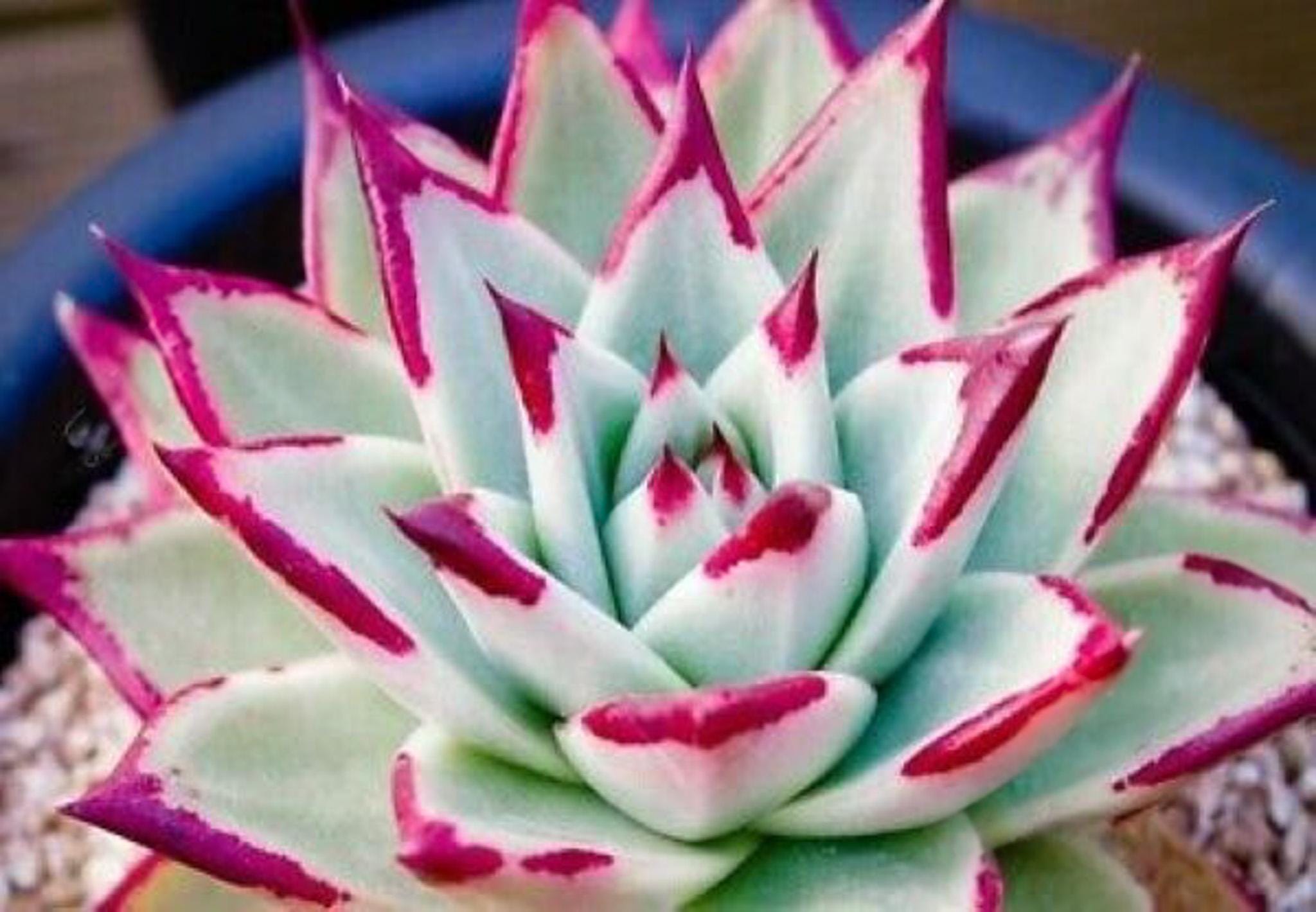 Echeveria agavoides 'Ebony' | vendita online di piante ricercate