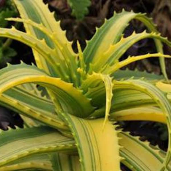 Aloe Arborescens Variegated  -Rarely Offered - 5 or 10 seeds choice .- Stunning Plant