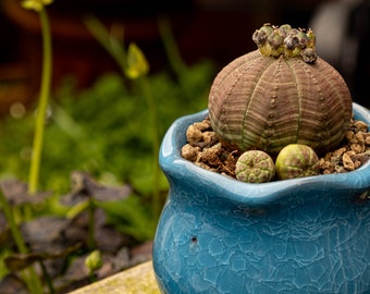 10 x Euphorbia Obesa Seeds - Chunky & Beautiful Succulent Plant  - Rarely Offered - Easy Succulent Plant