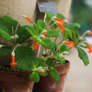 Sinningia Bullata x 10 semi - Semi di piante grasse Gesneriad - Raramente offerti - Facili da coltivare