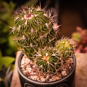 10 x Echinofossulocactus Multicostatus Seeds - Super Interesting Cactus To Grow From Seeds
