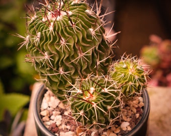 Edible Red Fruit - 'Opuntia discata' Cactus Cutting - Grow Your