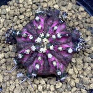 10 x Gymnocalycium mihanovichii T-Lux Seeds: Rare Hybrid