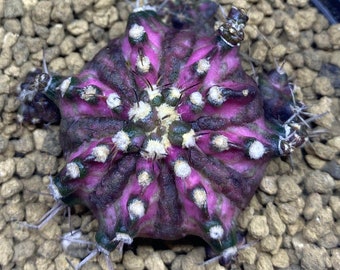 10 x T-Lux Gymnocalycium mihanovichii T-Lux Seeds - VERY Rarely Offered - Lovely Unusual Hybrid