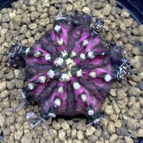 10 x T-Lux Gymnocalycium mihanovichii T-Lux Seeds - VERY Rarely Offered - Lovely Unusual Hybrid