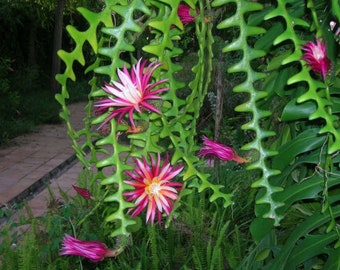 Epiphyllum Anguliger - Zig Zag/Rik Rak/Fishbone Cactus Seeds - Cactus Seeds - 10 x Cactus Seeds - Rarement Offert - Superbe Cactus