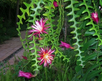 Nasiona Epiphyllum Anguliger: Zig Zag Fishbone Cactus - 10 nasion