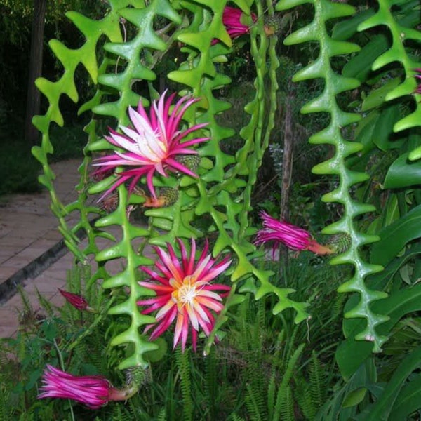 Selenicereus Anthonyanus- Zig Zag/Rik Rak/Fishbone Cactus Seeds- Cactus Seeds - 10 x Cactus Seeds - Rarely Offered- Stunning Cactus