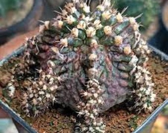 10seeds  x T-Rex Hybrid- Gymnocalycium mihanovichii Variegated Seeds -Rarely Offered - Rarely Offered