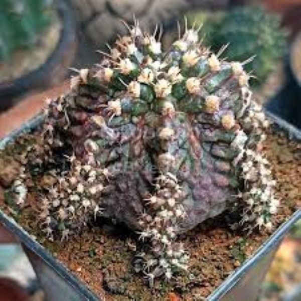 10seeds  x T-Rex- Gymnocalycium mihanovichii Variegated Seeds -Rarely Offered - Rarely Offered