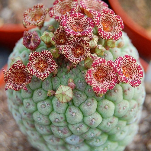 Larryleachia Cactiformis Seeds - 5/10 Seeds- Very Rarely Offered