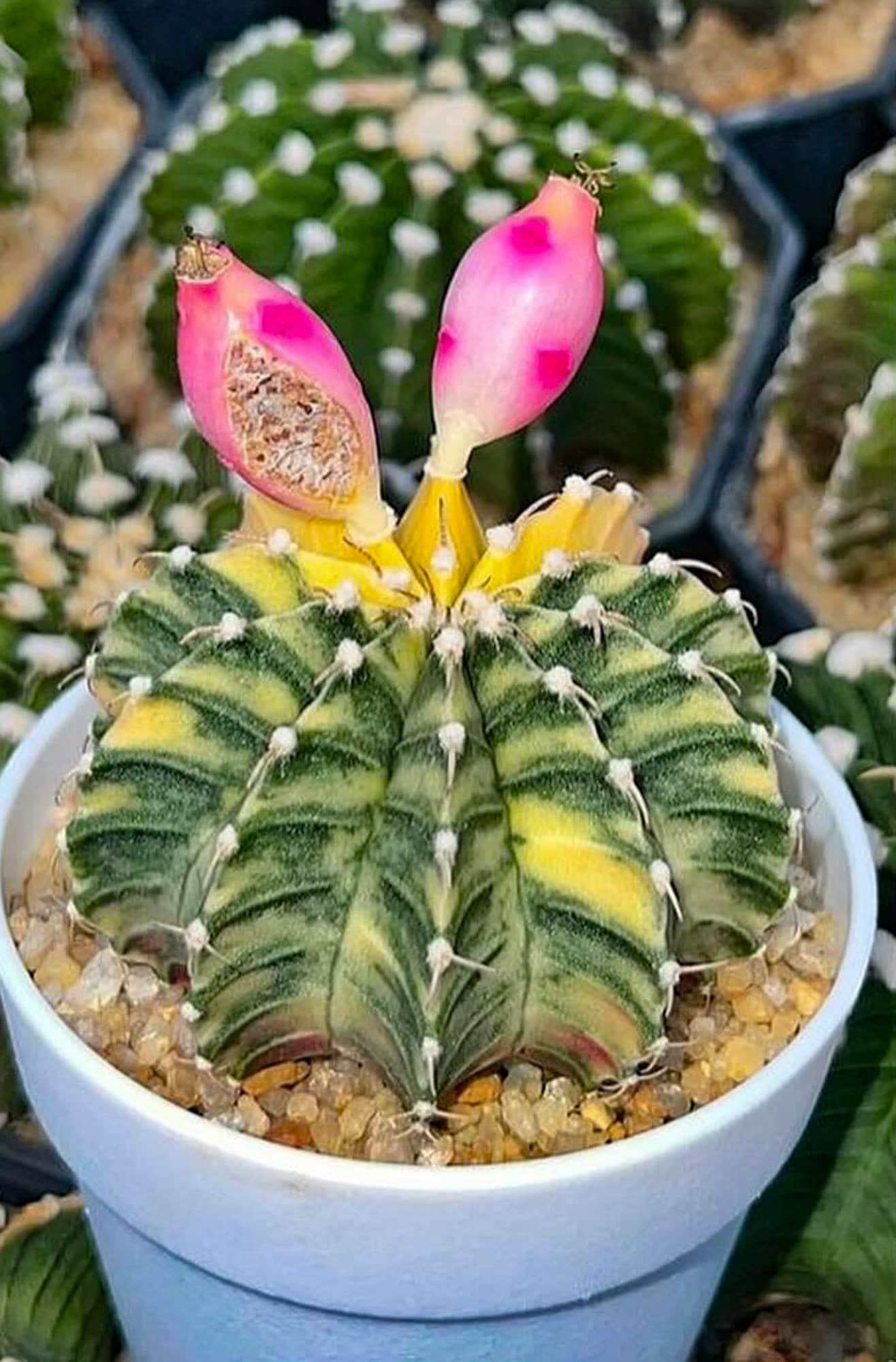 10 X LB Hybrid - Gymnocalycium Mihanovichii Variegated -rarely