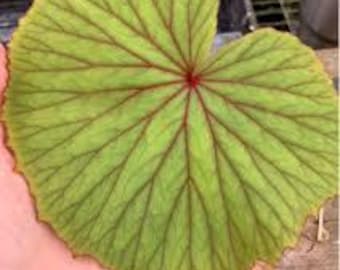 10 x Begonia Sericoneura Samen - Zimmerpflanzensamen - Selten Angeboten - Schöne Einfache Pflanze aus Samen