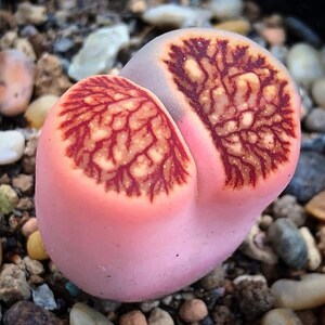 Puede incluir: Una planta suculenta rosa y roja con un patrón único. La planta tiene dos lóbulos, cada uno con un patrón rojo y blanco.