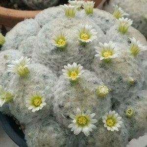 Op de afbeelding: Een close-up van een witte, harige cactus met meerdere kleine, witte bloemen die bloeien. De cactus staat in een bruine pot.