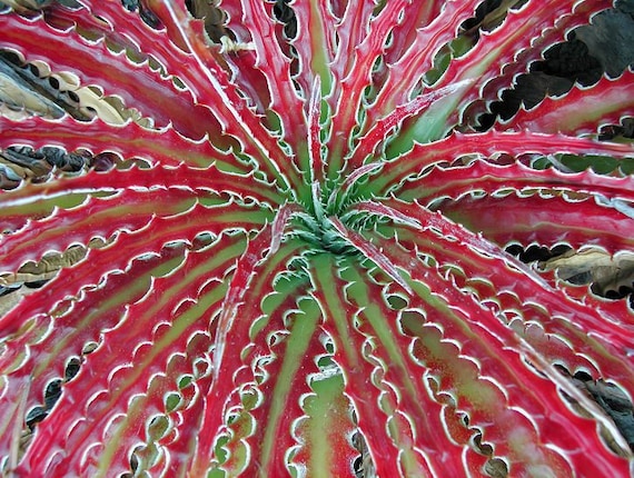 Hechtia Texensis Seeds -rarely Offered - 20 X Seeds