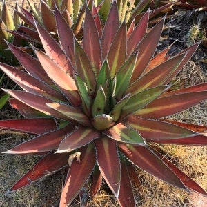 Agave Kerchovei &#39;Huajuapan Red&#39;   -Rarely Offered - 10 x seeds- Easy Agave - Red Colouration - Succulent Seeds