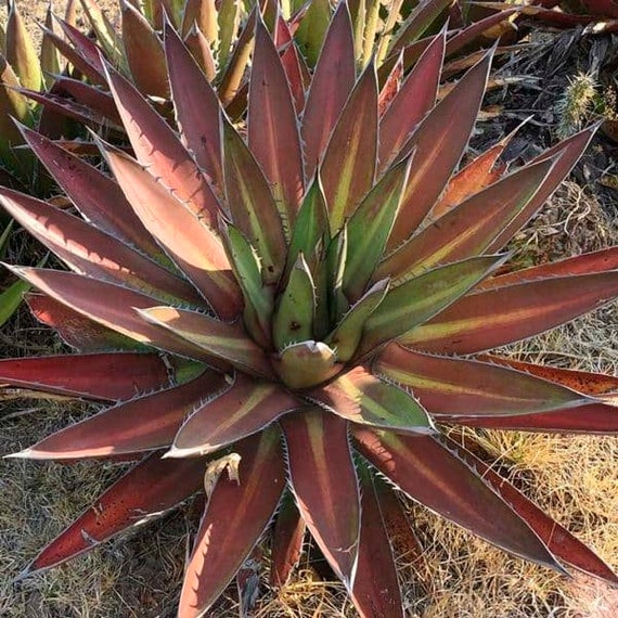 Agave Kerchovei 'Hujuapan Red' Samen: Seltene rote Sukkulente - Etsy Schweiz