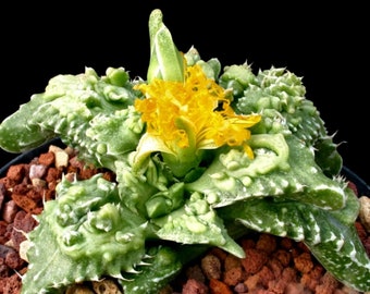 10 x Faucaria Tuberculosa Succulent Seeds - Looks Like Alien Jaws!