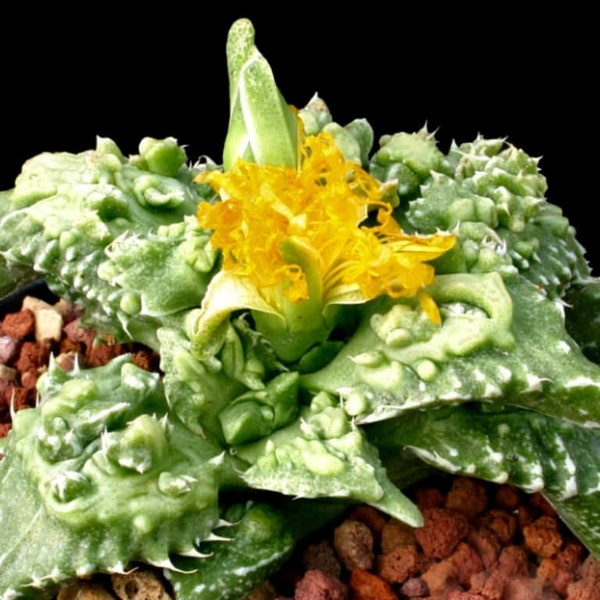 10 x Faucaria Tuberculosa Succulent Seeds - Looks Like Alien Jaws!