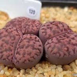 Lithops Glaudinae &#39;Embers&#39; Seeds: Fast Growing Succulent (10 Seeds)