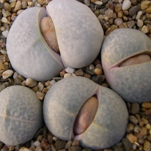 Dinteranthus Pole-Evansii  - 10 x Seeds - Rarely Offered- Similar Care to Lithops