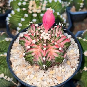 May include: A pink and green cactus with a pink flower bud in a small pot filled with white gravel.