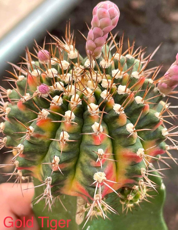 10 x Gold Tiger- Gymnocalycium mihanovichii Variegated -Rarely Offered  Hybrid Seeds