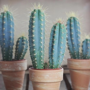 10 x Blue Torch Cactus Seeds: Pilosocereus Azureus