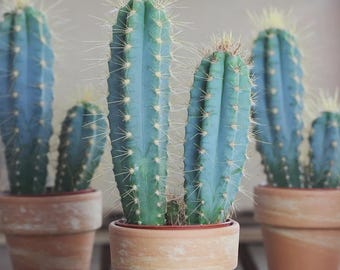 10 semillas de cactus antorcha azul: Pilosocereus Azureus