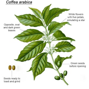 Coffea Arabica Seeds: Grow Your Own Coffee Bean House Plant