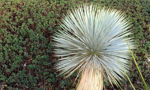 30 Semillas De Yucca Rostrata – Planta Suculenta De Crecimiento Lento, Ideal Para Jardines Xeriscape