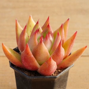10 x Sementes de Echeveria Agavoides Contepec - Planta Suculenta - Raramente Oferecida - Linda Cor e Forma