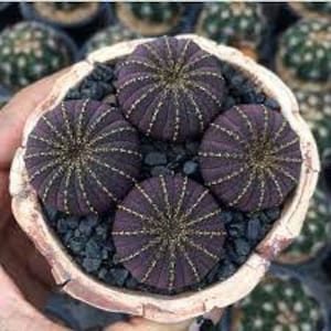 Frailea Asteroides/Castanea Cactus Seeds - Rarely Offered (10 Seeds)