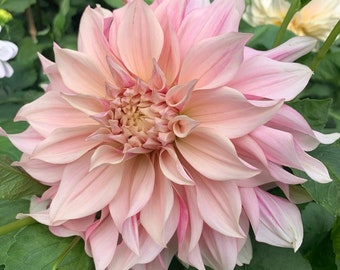 Dahlia Cafe au Lait Royale Tubers - Stunning Huge Peach/Pink/Ivory Blooms - Healthy Tubers - Available Now To Start With Heat
