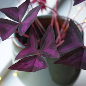 Oxalis Triangularis  Bulbs: Purple Butterfly Plant-Easy Care Plant-Choose Quantity of Bulbs